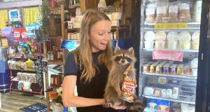 Allow me to reintroduce myself: Megan Prather returns for distribution, development role Megan Prather, NonDoc distribution, taxidermied raccoon