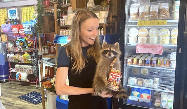 Megan Prather raccoon 2021 Megan Prather, NonDoc distribution, taxidermied raccoon