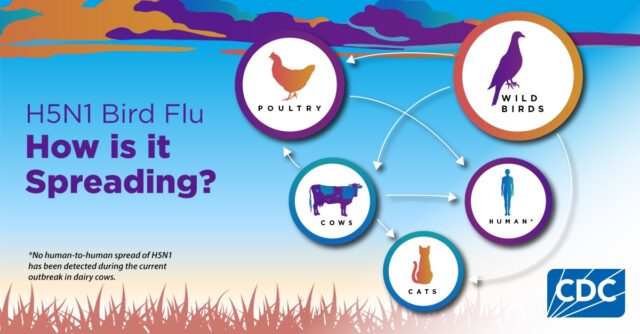 07-18-2024 How Bird Flu Spreads Bird Flu