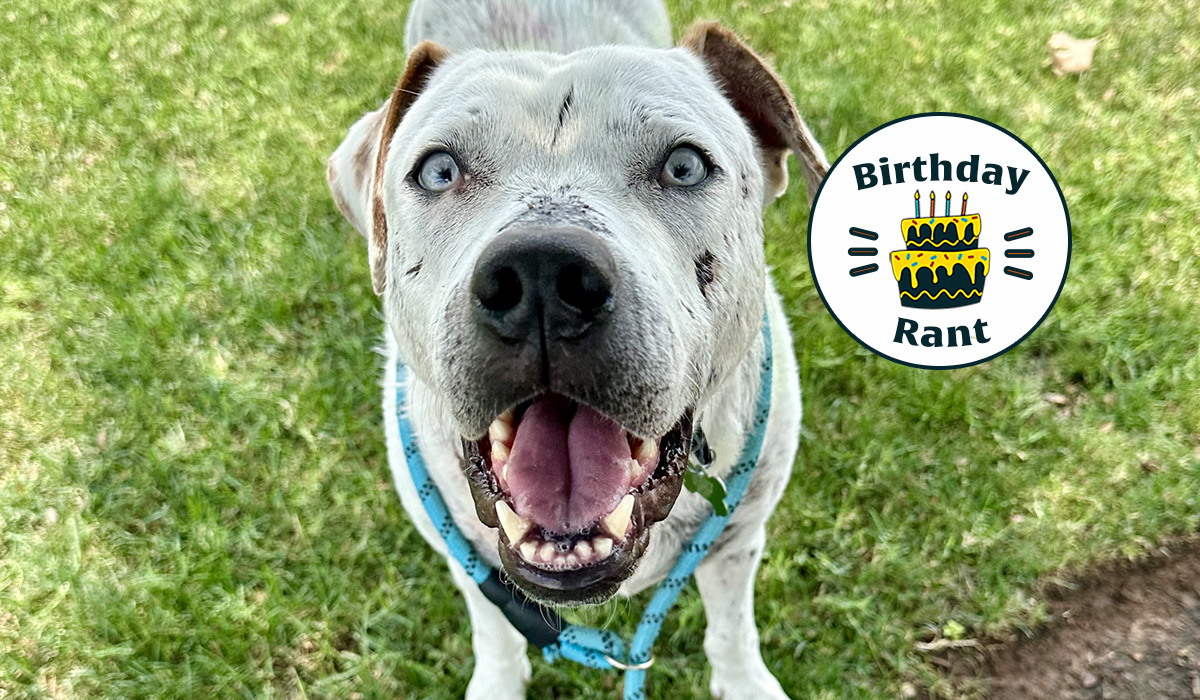 OKC animal welfare
