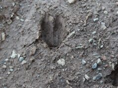 Tribes pull trigger on lawsuit against ODWC, Stitt in wildlife fight tribal hunting and fishing