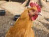 Tyson, George’s, Cargill settle Illinois River Watershed pollution lawsuit chicken settlement