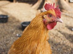Tyson, George’s, Cargill settle Illinois River Watershed pollution lawsuit chicken settlement