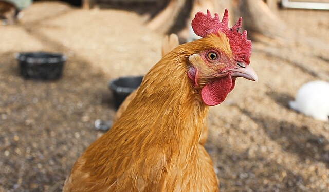 Collinsville chicken - WikiCommons chicken settlement